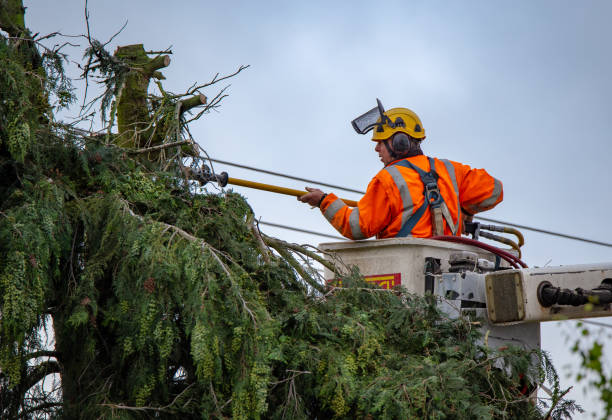 Best Tree Disease Treatment  in Huntington Beach, CA