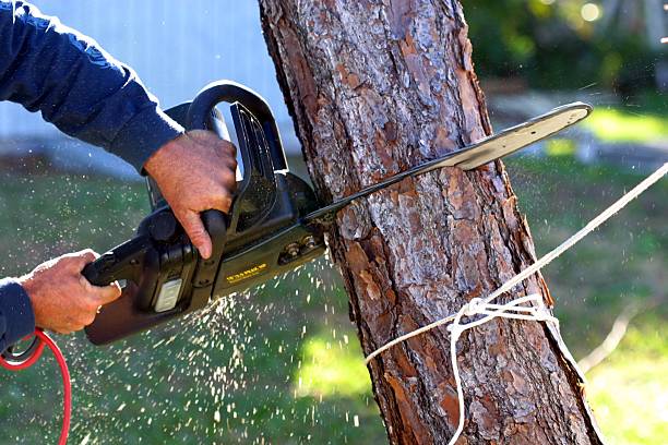 How Our Tree Care Process Works  in  Huntington Beach, CA